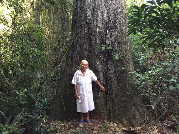 Green Place Since 1936: Ein schützenswerter Lapacho-Baum